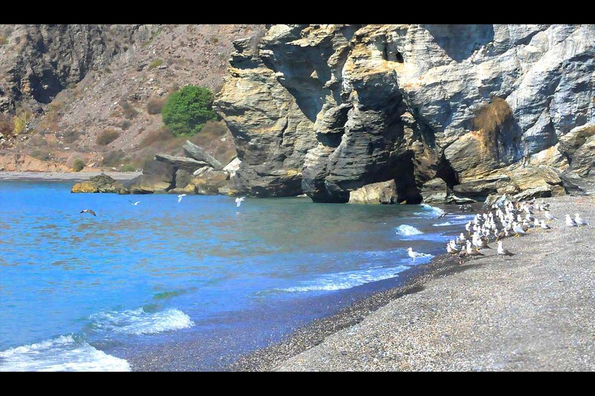 GAviotas en la playa