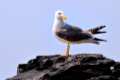 Gaviota patiamarilla, Larus michaellis