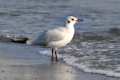 Chroicocephalus ridibundus, gaviota reidora
