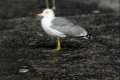 Gaviota patiamarilla, Larus michaellis
