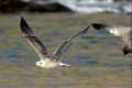 Gaviota patiamarilla, Larus michaellis juvenil