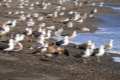 grupo de gaviotas de diferentes especies