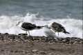Gaviota sombría, Larus fuscus