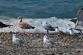 De izquierda a derecha: 1 y 2 Gaviota patiamarilla adulta; detrás, juvenil de gaviota sombría. 3: Vuelvepiedras (ave pequeña); 4 y 5: Dos gaviotas patiamarillas, Larus micahellis. 6: Gaviota sombría, Larus fuscus. 7: gaviota pequeña, gaviota reidora. 8: Gaviota de Audouín, adulto. 9 y 10: dos aves pequeñas, charranes patinegros. 11: pareja de gaviota de Adouín. 12 y 13: Grupo de charrán patinegro, Thalasseus sandvicensis. Aunque vuelan en pequeños grupos, en las playas se unen a bandos de gaviotas.