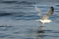 Gaviota patiamarilla, Larus michaellis