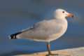 Larus audouinii, gaviota de audouín