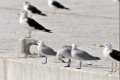 Larus audouinii, gaviota de audouín y Larus fuscus