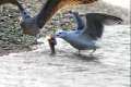 Gaviota patiamarilla, Larus michaellis