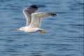 Gaviota patiamarilla, Larus michaellis