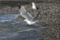 Gaviota patiamarilla, Larus michaellis