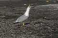 Gaviota patiamarilla, Larus michaellis