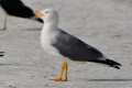 Gaviota patiamarilla, Larus michaellis