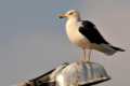 Gaviota sombría, Larus fuscus