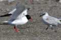 Larus melanocephalus, cabecinegra