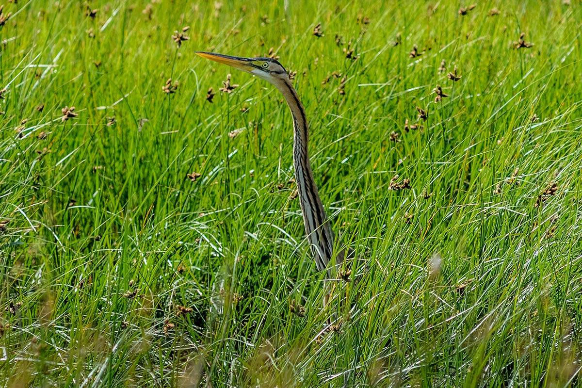 Garza imperial entre la vegetación del lucio