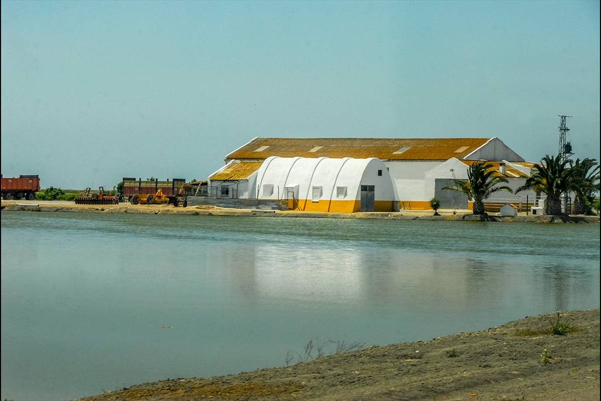 Corredor del Guadiamar, arrozales
