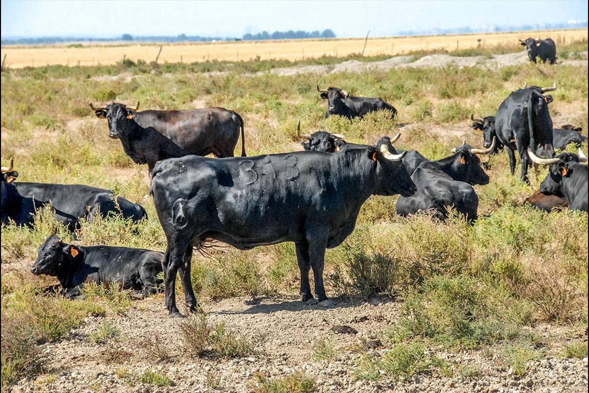 Corredor del Guadiamar, ganadera de toros bravos
