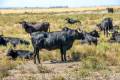 Corredor del Guadiamar, ganadera de toros bravos