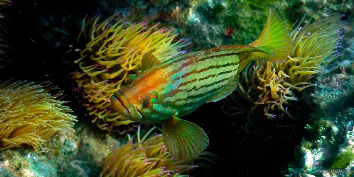 GUÍA DE ESPECIES MARINAS 