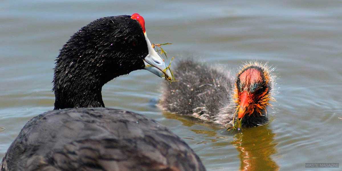 GUÍA DE AVES