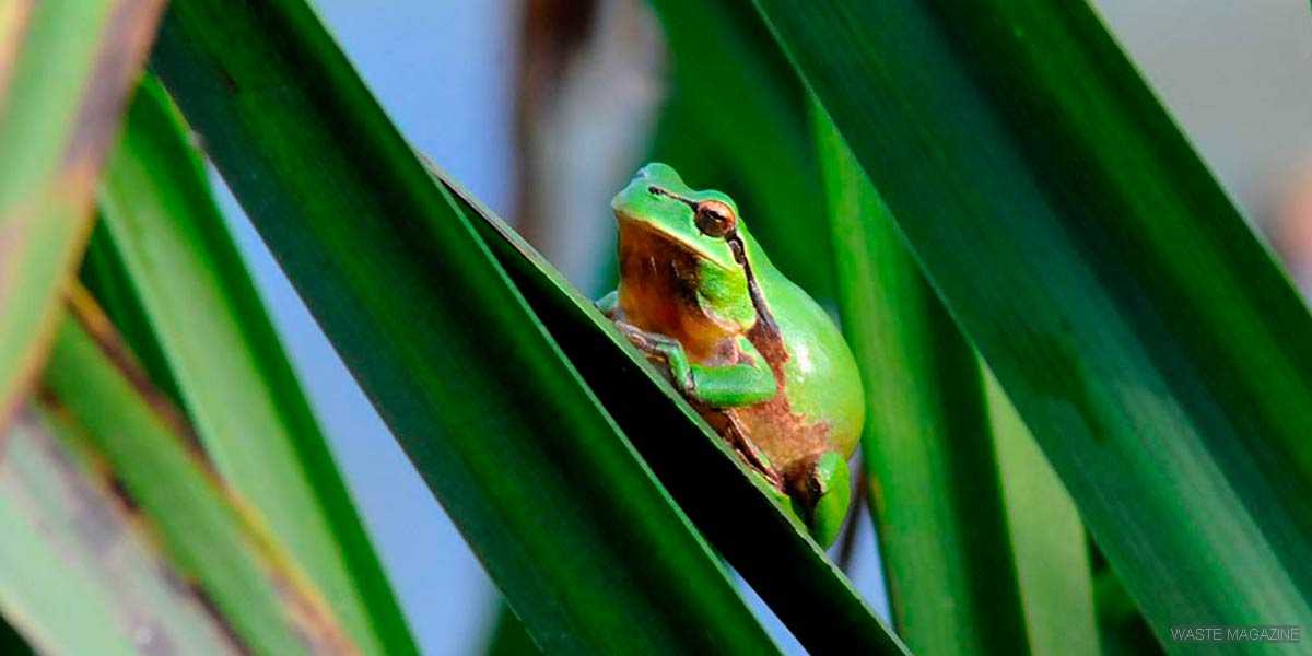 GUÍA DE ANFIBIOS