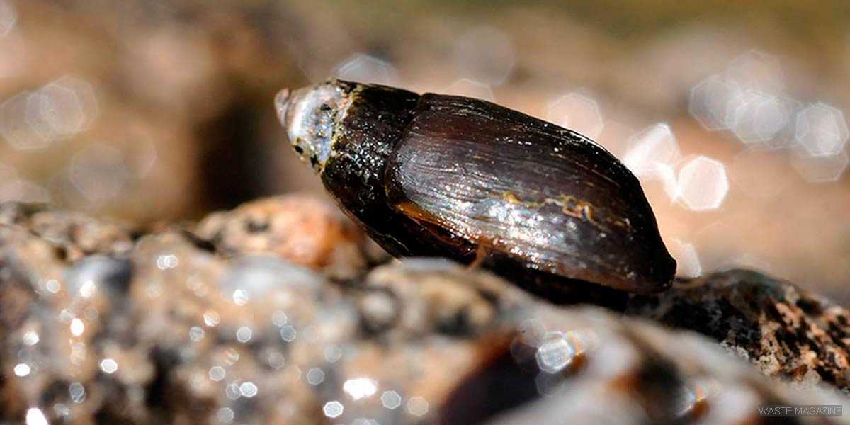GUÍA DE MOLUSCOS DE AGUA DULCE