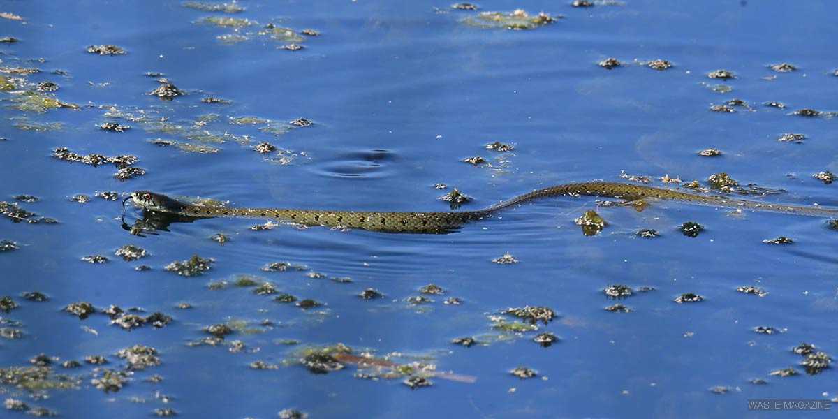 GUÍA DE REPTILES