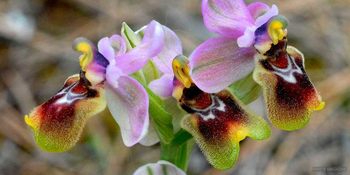 GUÍA DE ORQUÍDEAS