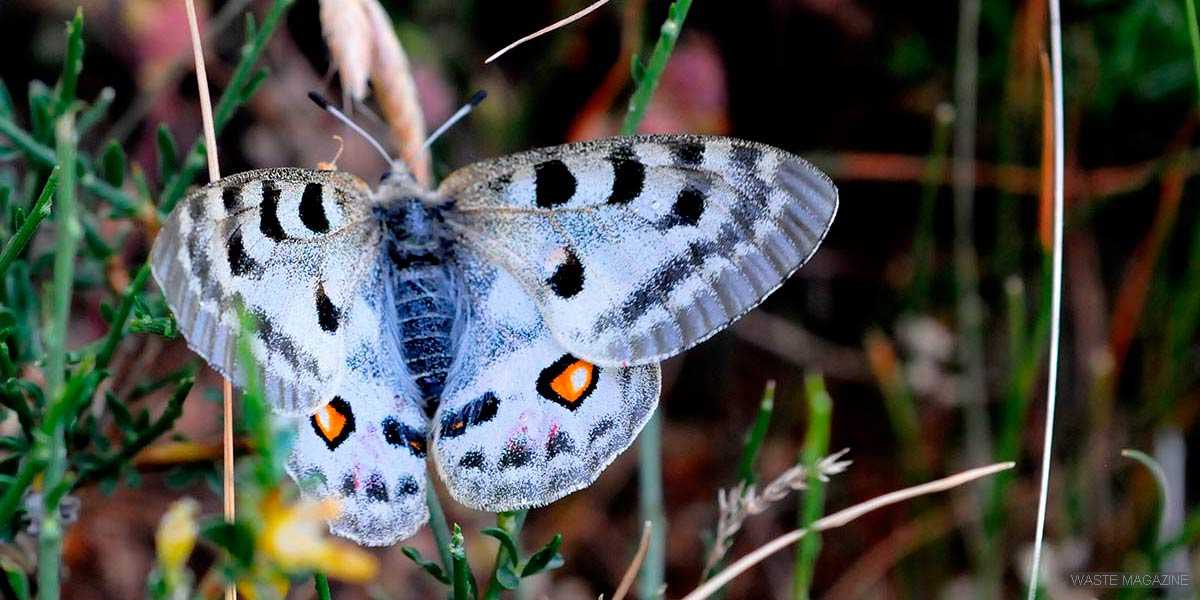 GUÍA DE MARIPOSAS 