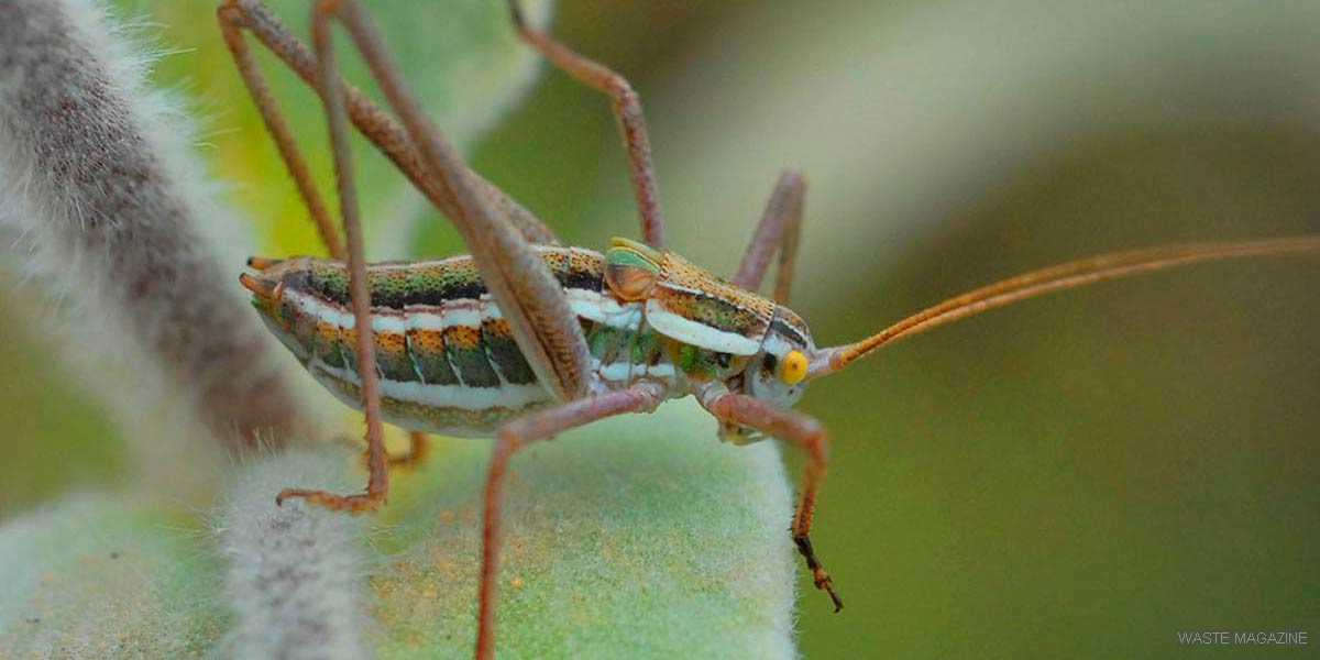 GUÍA DE INSECTOS