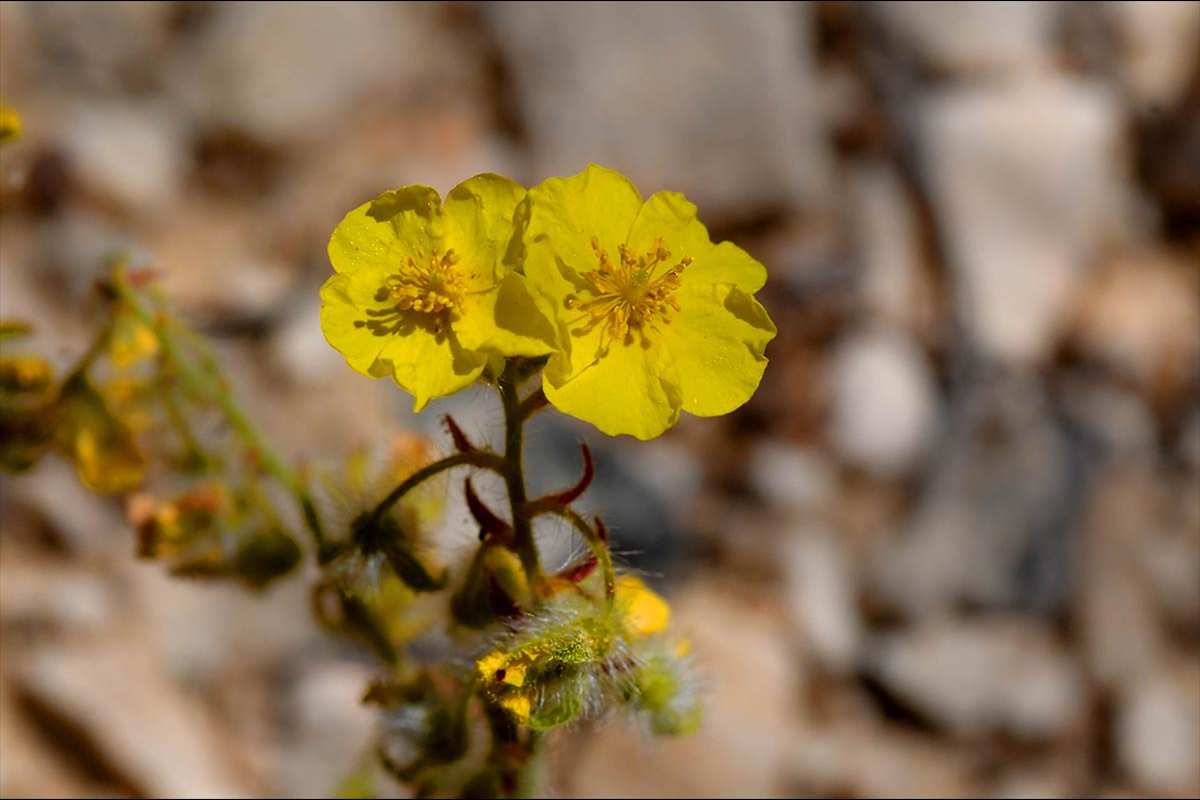 helianthemum-viscidullum79