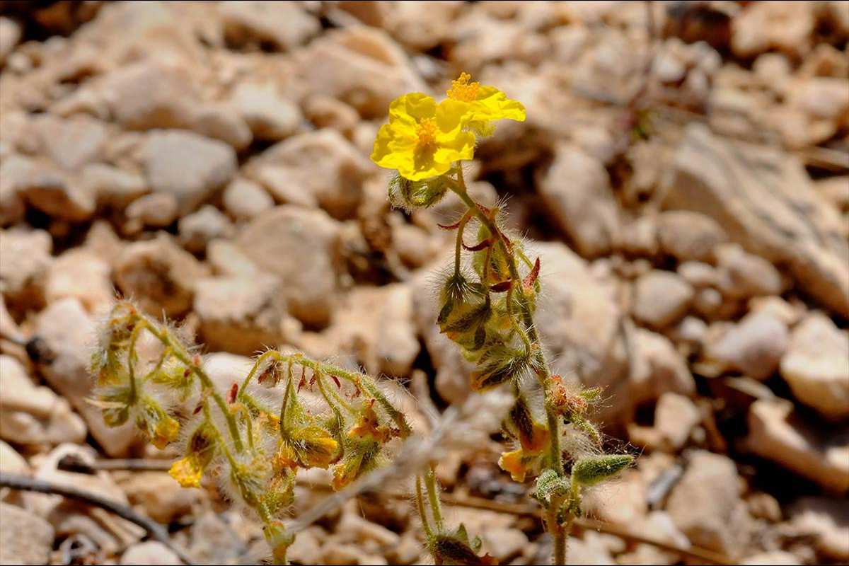 helianthemum-viscidulum1