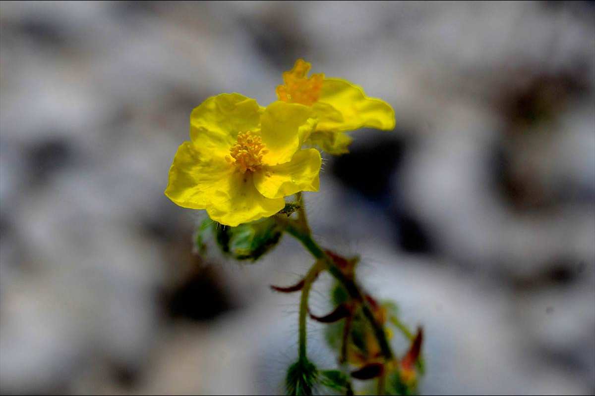 helianthemum-viscidulum10