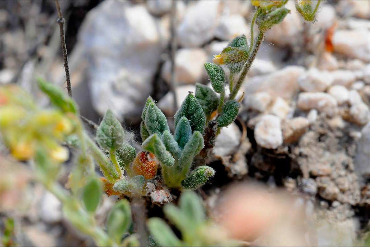 helianthemum-viscidulum17