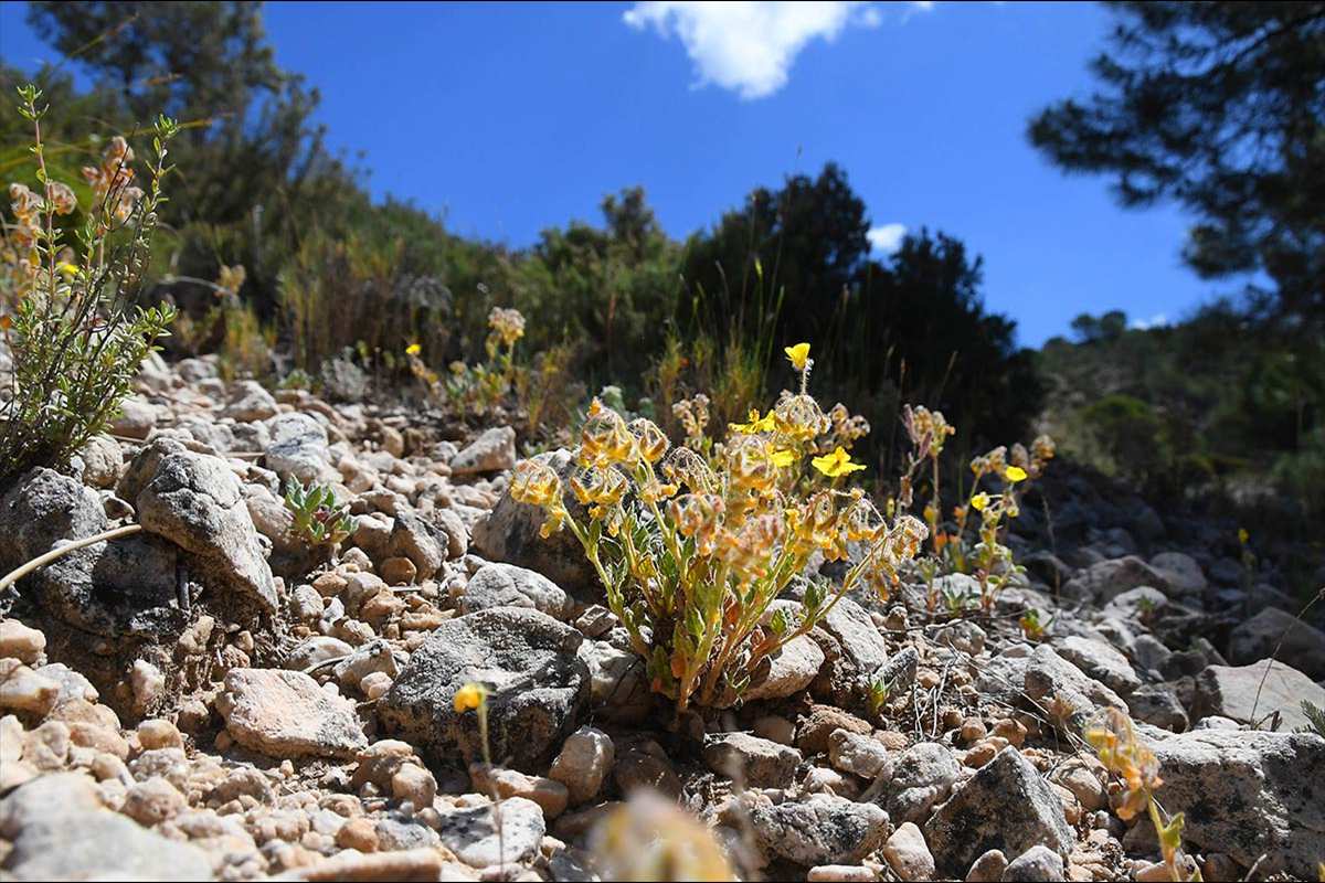 helianthemum-viscidulum27