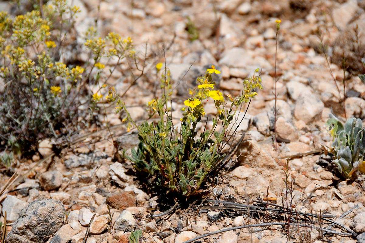 helianthemum-viscidulum28