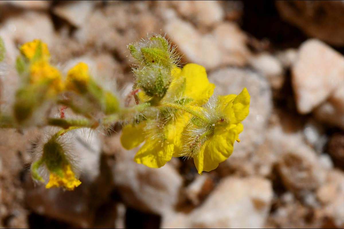 helianthemum-viscidulum78