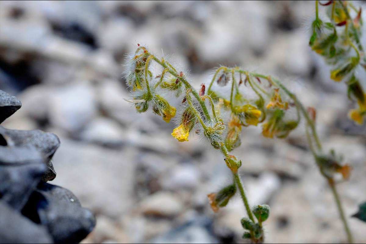helianthemum-viscidulum8