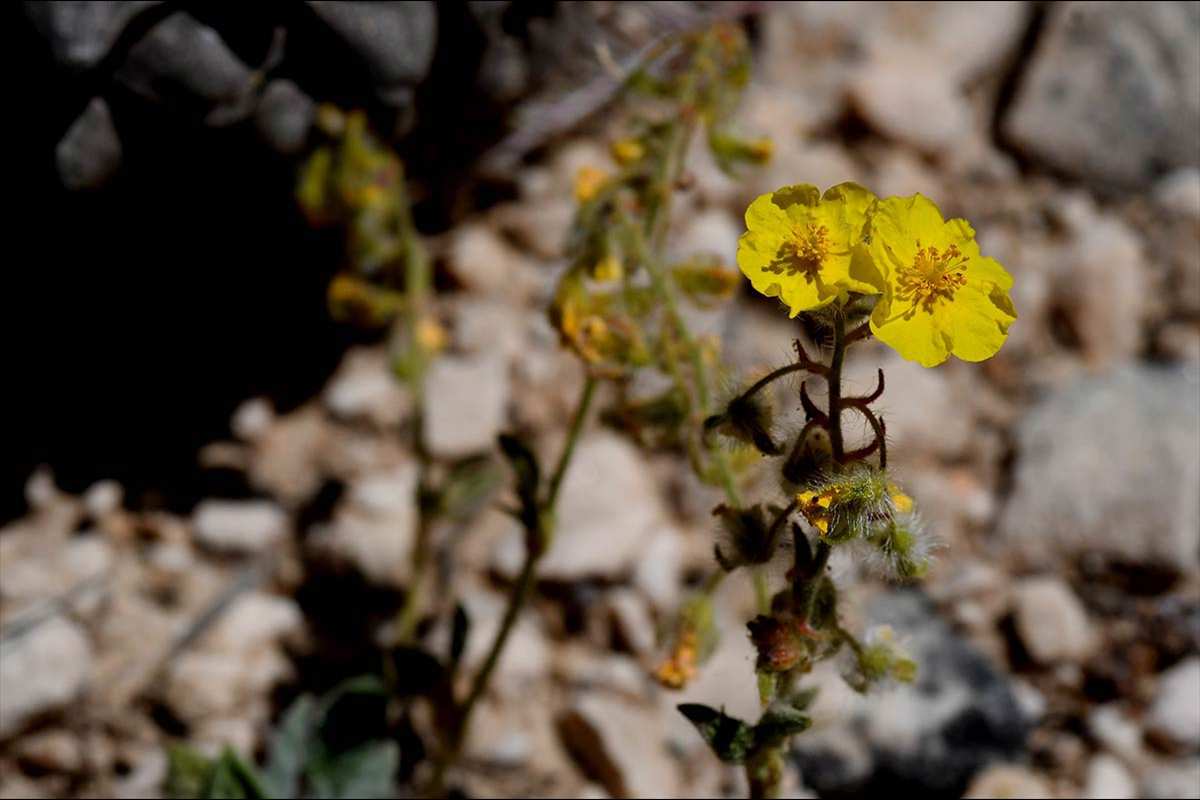 helianthemum-viscidulum82