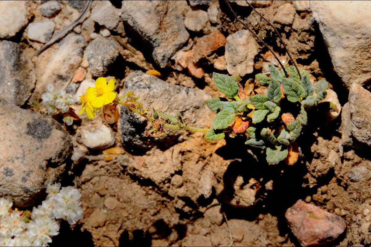 helianthemum-viscidulum92