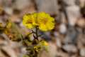 helianthemum-viscidullum79