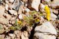 helianthemum-viscidullum80