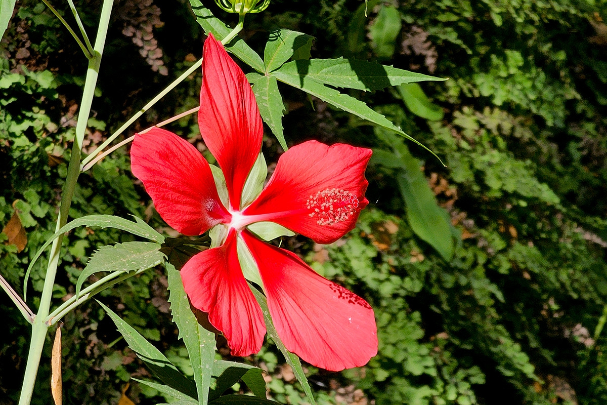 Hibiscus_coccineus_hibisco-acuatico-martires-11