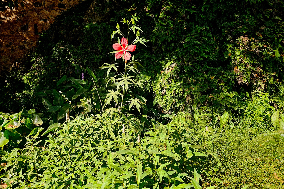 Hibiscus coccineus Hibiscus coccineus