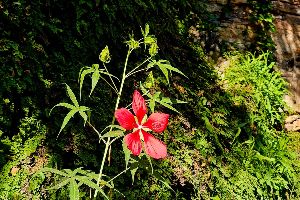 Hibiscus_coccineus_hibisco-acuatico-martires-6