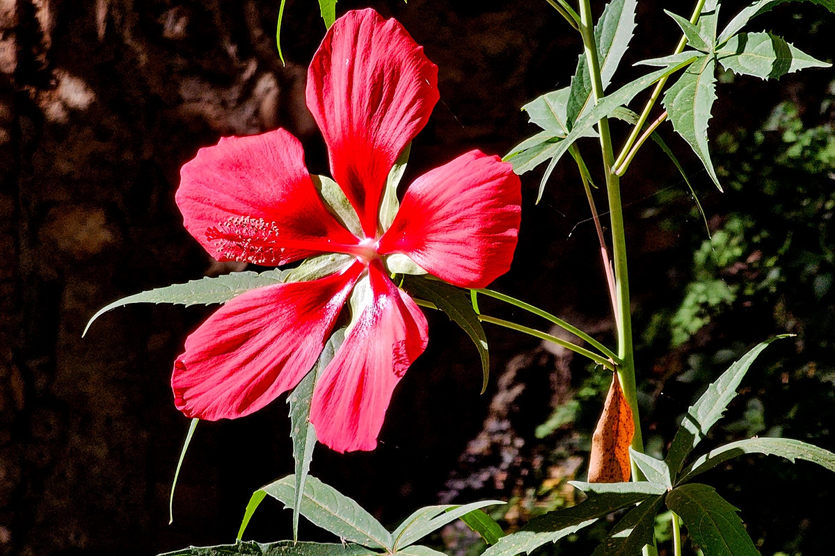 Hibiscus_coccineus_hibisco-acuatico-martires-9