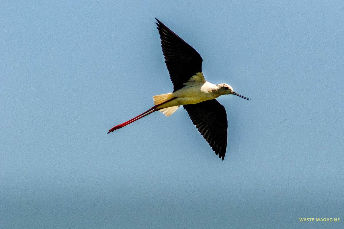 himantopushimantopus150