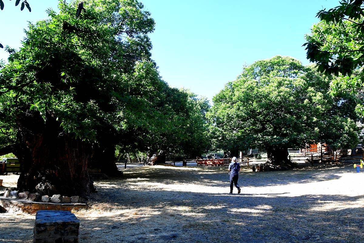 hueneja-castanar-02
