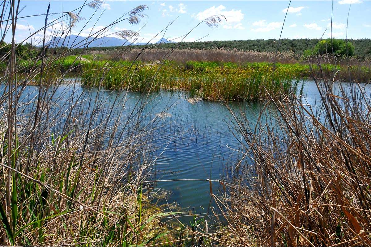 Laguna Grande de Albolote (Granada)