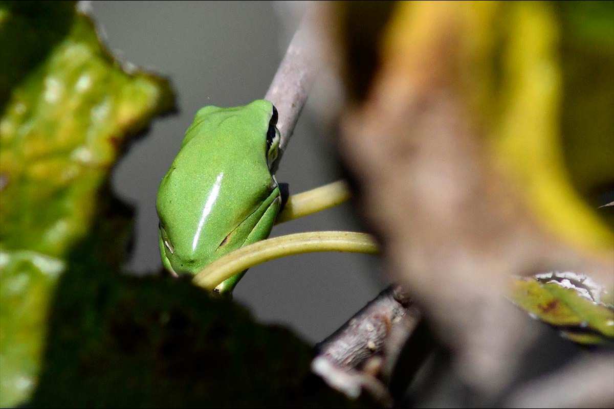hylameridionalis-02